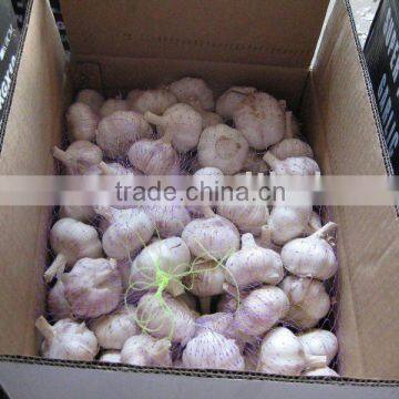 chinese jinxiang normalwhite GARLIC