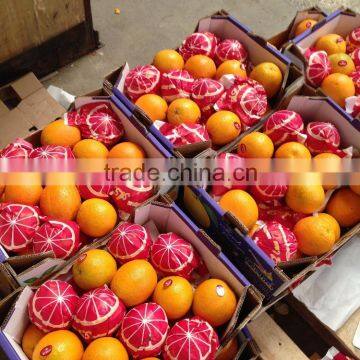 All Types of 100% Pure and Natural Valencia Plus Navel Orange From Egypt