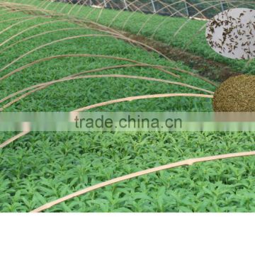 Buy Chinese Hybrid F1 High Yield Stevia Seeds/Seeds Stevia/Stevia Rebaudiana Seed For Cultivating With High Germination