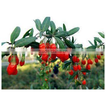 Goji Berry(organic Goji Berry) photo-3