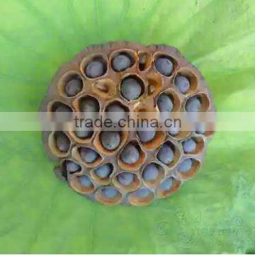 Nelumbo Nucifera Gaertn Lotus Nut Lotus Seeds photo-4