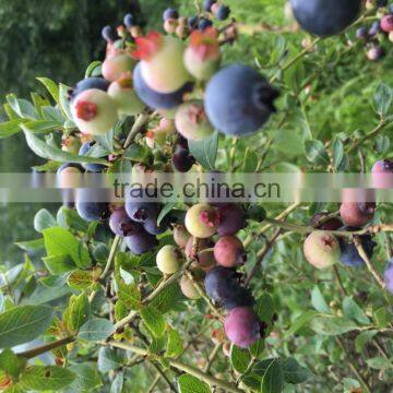 Anti=oxidant Blueberry P.E with Anthocyanidins 5-25% ,Extract Ratio 5:1 and 10:1blueberry fruit Powder