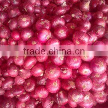 Ready Stock Onion for Wholesale Rate