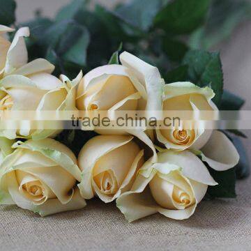 Export Quality Fresh Cut Rose Flowers From Plants Base photo-2