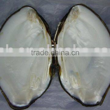 THICK and WHITE chinese freshwater mussel shell