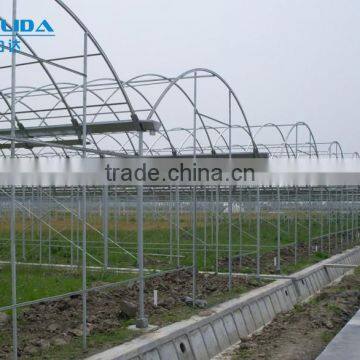 Greenhouse Tomato photo-3