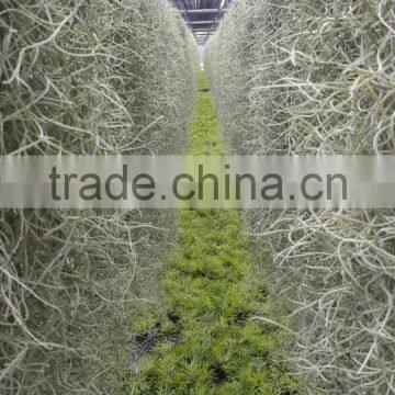 Tillandsia Air Plant photo-2