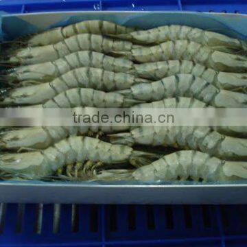 Black Tiger Shrimps HOSO