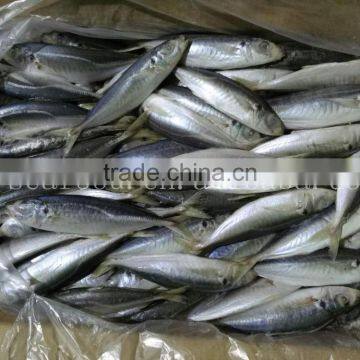 Fresh Horse Mackerel 10/12 Round Scad Decapterus Maruadsi photo-2