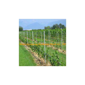 Hot Dipped Galvanized Y Type Vineyard Grape Post Trellis Column
