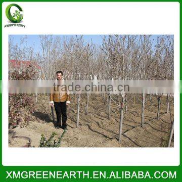 Magnolia Denudata - Winter Resist Landscaping Trees (3) photo-3