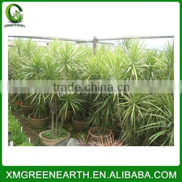 Dracaena fragrans