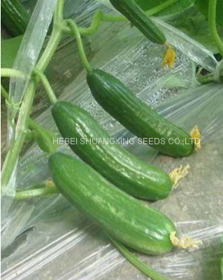 Quality High Yield Short Fruit Kind Hybrid Cucumber Seeds SXC No.8 photo-3