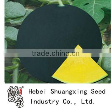 Heixiu summer fruit high yield watermelon seeds for Africa