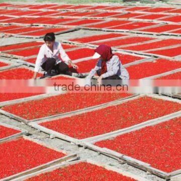 Dried fruit goqi berries /Plant Goqi berries /Sweet Goqi Berry