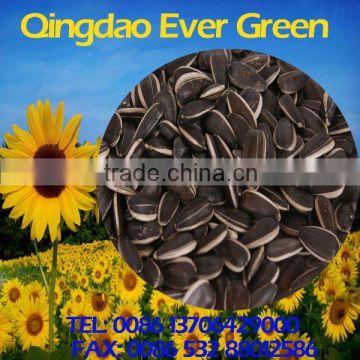 new crop black chinese sunflower seeds 601