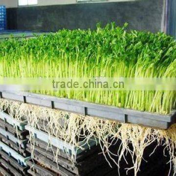 plants celery Seedling plastic dish tray whole salein144holes