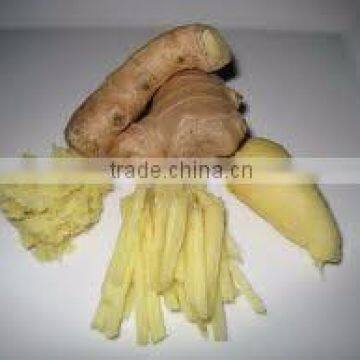 HIGH QUALITY BEST PRICE VIETNAM WHOLE SALE FRESH GINGER 2015