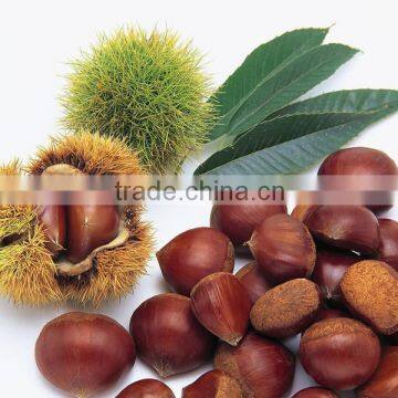 2014 Crop 100% Natrual Green Chestnut in Shell photo-3