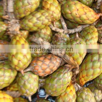 Raphia seed