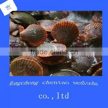 Shandong Shidao Chlamys Scallops photo-2