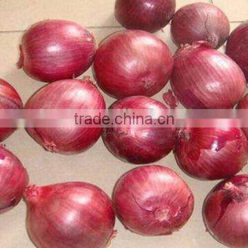 China Onion at Good Price of per Ton