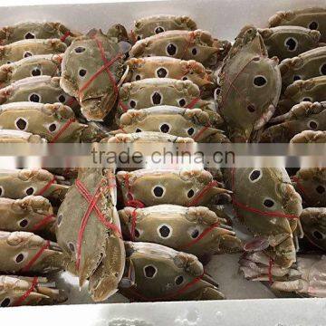 Good Quality Frozen Redspot Swimming Crab