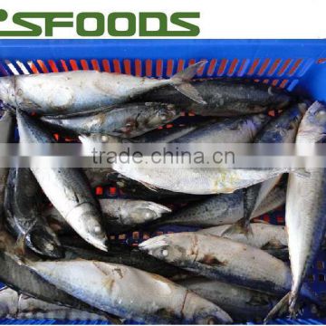 Frozen pacific mackerel