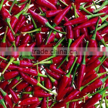 export dried chilli of China 2012 hot agriculture thing