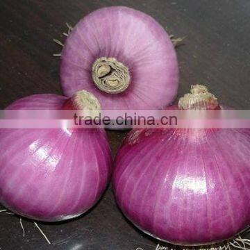 Greenfarm New Peeled Red Onion Corps in 2011