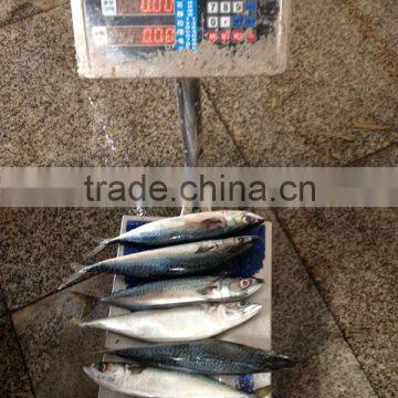 Quality Seafood Product Frozen Mackerel