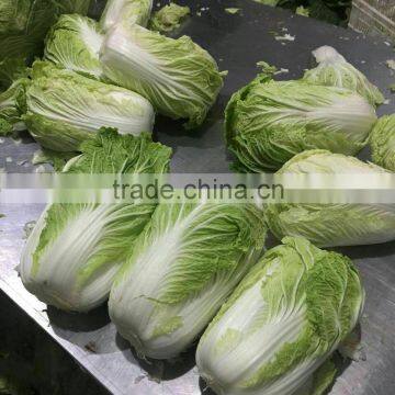 Hot sale Chinese Big White long Cabbage