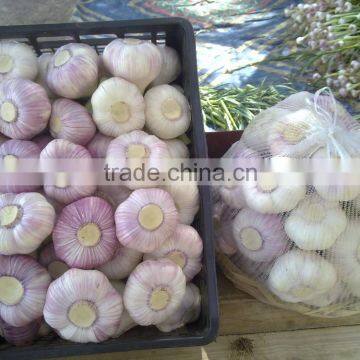 Best Price Natural Chinese Fresh Red / white Garlic