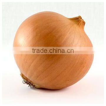 Premium Grade Yellow Onion Market Price for Export photo-2