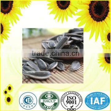 Export Big Size Chinese Sunflower Seeds