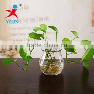 Decorative Clear Glass Vase/ Glass Water Plant Terrarium