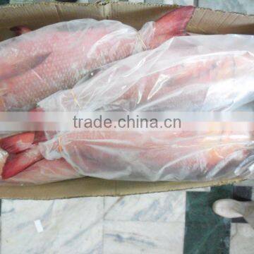 Frozen Red Snapper Whole photo-2