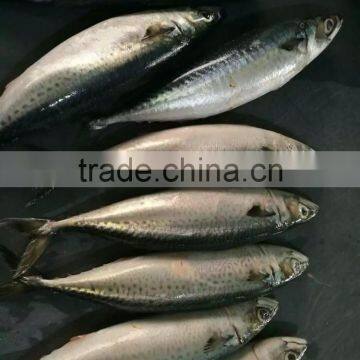 New Catching Fish Frozen Pacific Mackerel 400-500g&500g+ photo-6