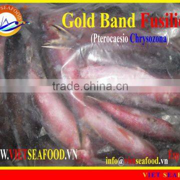 FROZEN GOLD BAND FUSILIER WHOLE ROUND