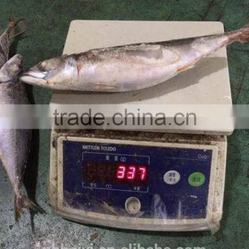 300-400g Frozen Fish photo-2