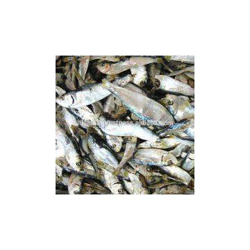 Dried Herring High Quatity From Viet Nam photo-3