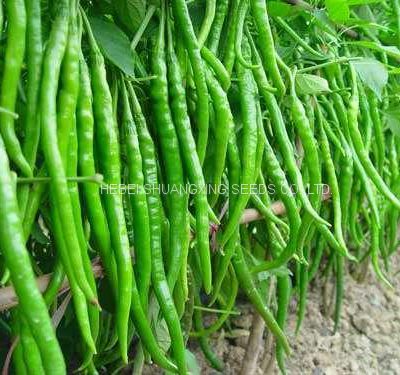 Wholesale Hybrid f1 Hot Chilli Seeds Vegetable Seeds for Planting from China