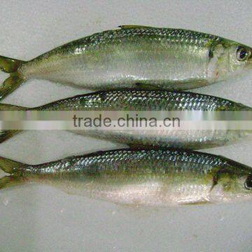 Good quality frozen sardine seafood fish 125g