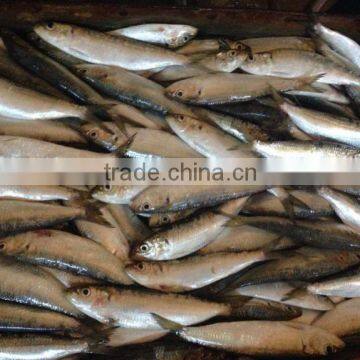 Frozen Sardine Fish Sardinella Longiceps From Pacific Ocean photo-2