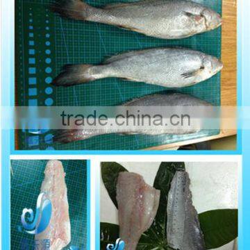 Frozen brown croaker fillet