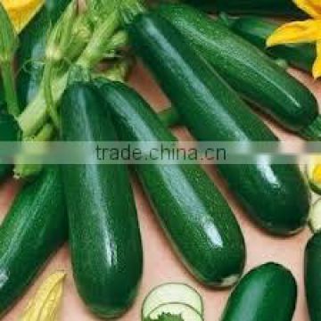 Ying No.4 chinese long type dark zucchini seeds