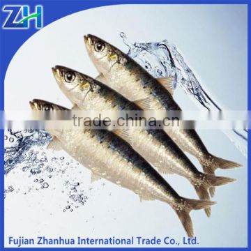 frozen sardine hgt processed in China