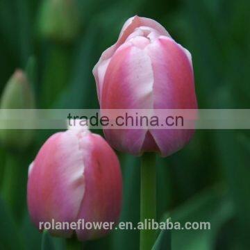 good quality cut fresh tulip flower to sale