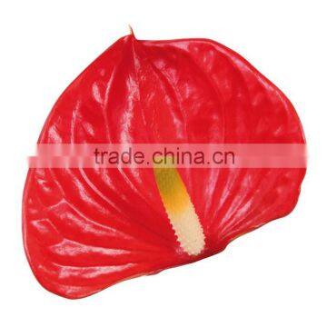 Anthurium Flower & Plants