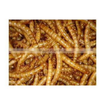 Yellow mealworm for chicken food